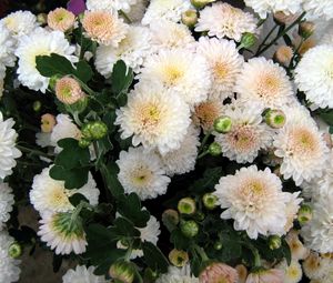 Preview wallpaper chrysanthemum, flowers, delicate, close-up