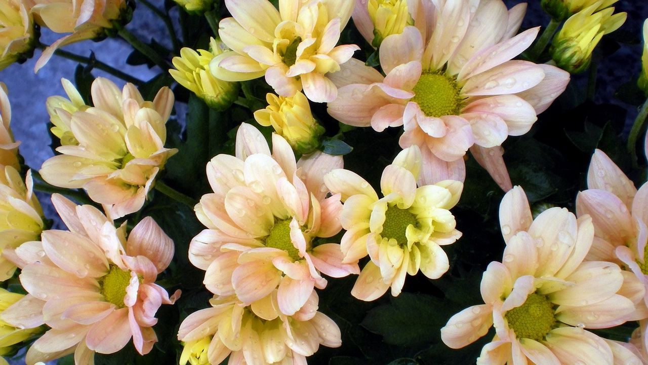 Wallpaper chrysanthemum, flowers, drops, freshness, bouquet