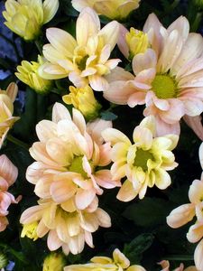 Preview wallpaper chrysanthemum, flowers, drops, freshness, bouquet