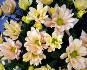 Preview wallpaper chrysanthemum, flowers, drops, freshness, bouquet