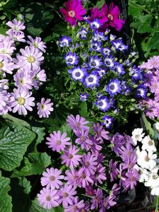 Preview wallpaper chrysanthemum, flowers, many, different, herbs