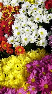 Preview wallpaper chrysanthemum, flowers, many, different, bright