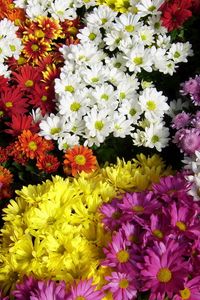 Preview wallpaper chrysanthemum, flowers, many, different, bright