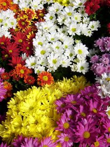 Preview wallpaper chrysanthemum, flowers, many, different, bright