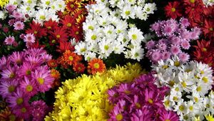 Preview wallpaper chrysanthemum, flowers, many, different, bright