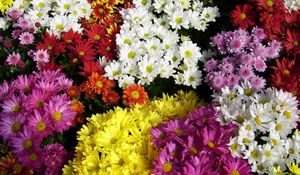 Preview wallpaper chrysanthemum, flowers, many, different, bright