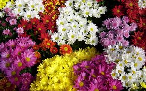 Preview wallpaper chrysanthemum, flowers, many, different, bright