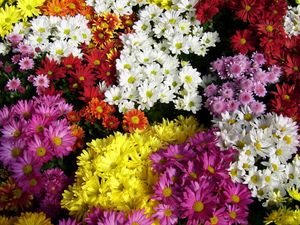 Preview wallpaper chrysanthemum, flowers, many, different, bright