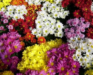 Preview wallpaper chrysanthemum, flowers, many, different, bright