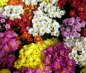 Preview wallpaper chrysanthemum, flowers, many, different, bright