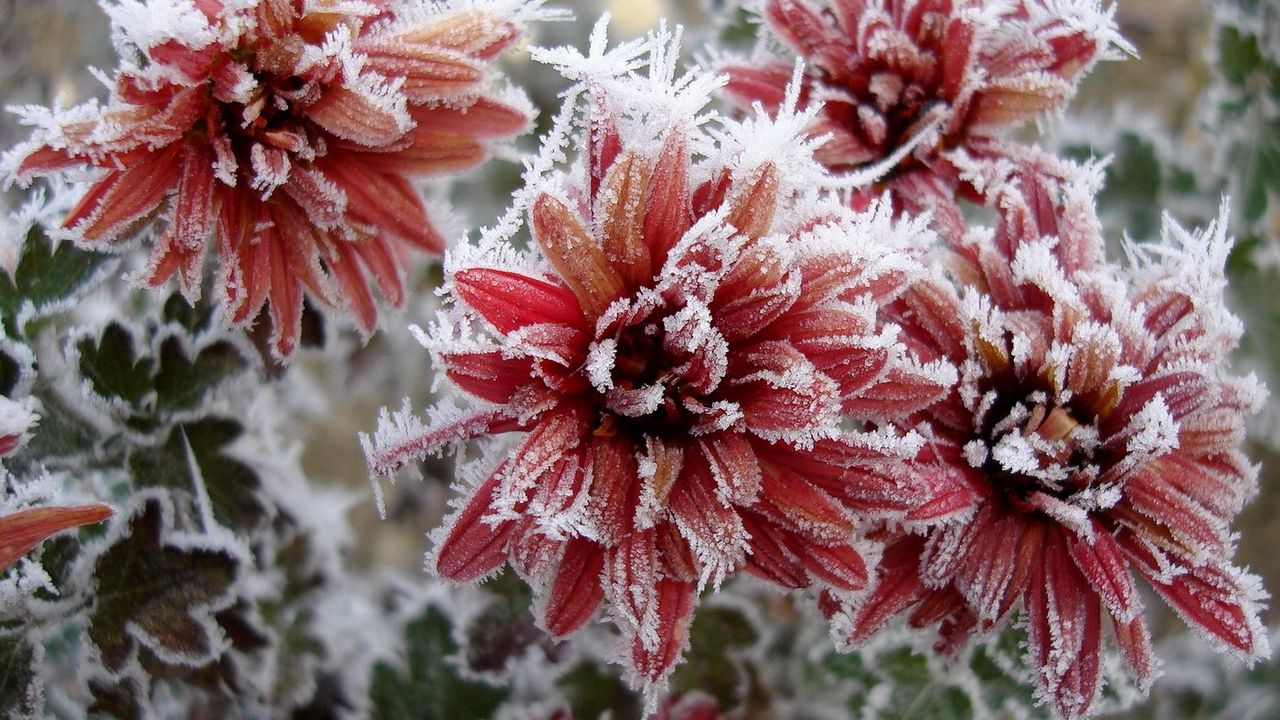 Wallpaper chrysanthemum, flowers, nature, frost, snowflakes