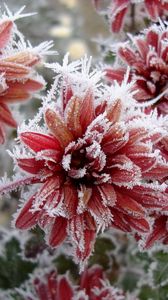 Preview wallpaper chrysanthemum, flowers, nature, frost, snowflakes