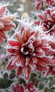 Preview wallpaper chrysanthemum, flowers, nature, frost, snowflakes