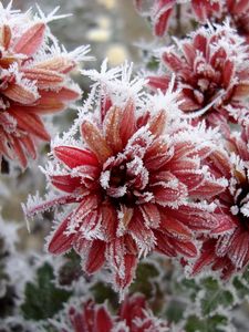 Preview wallpaper chrysanthemum, flowers, nature, frost, snowflakes