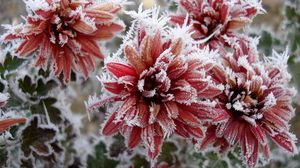 Preview wallpaper chrysanthemum, flowers, nature, frost, snowflakes