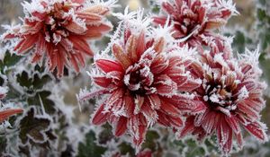 Preview wallpaper chrysanthemum, flowers, nature, frost, snowflakes