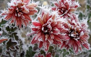 Preview wallpaper chrysanthemum, flowers, nature, frost, snowflakes