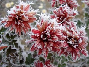 Preview wallpaper chrysanthemum, flowers, nature, frost, snowflakes