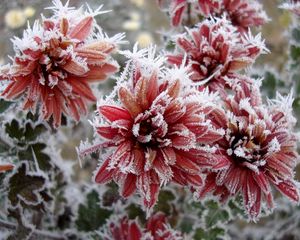 Preview wallpaper chrysanthemum, flowers, nature, frost, snowflakes