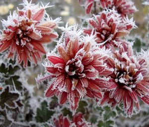 Preview wallpaper chrysanthemum, flowers, nature, frost, snowflakes
