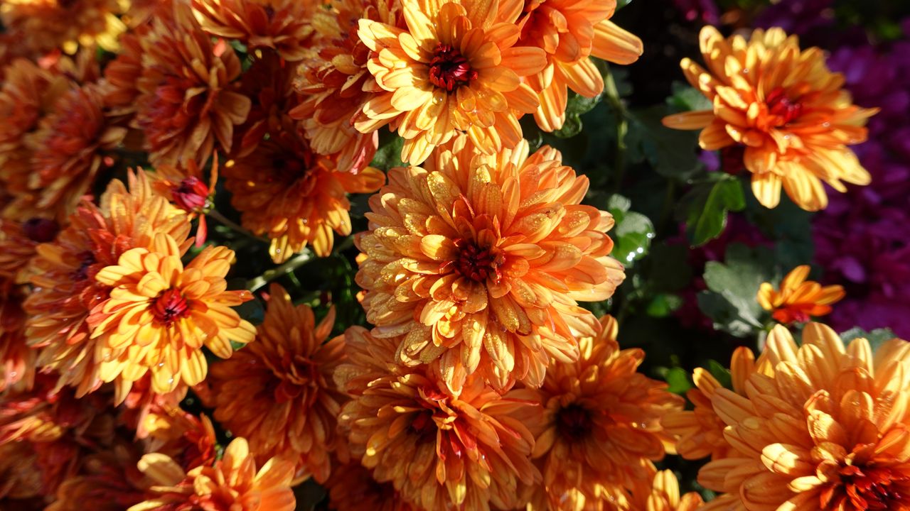 Wallpaper chrysanthemum, flowers, orange, wet