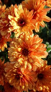 Preview wallpaper chrysanthemum, flowers, orange, wet