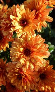 Preview wallpaper chrysanthemum, flowers, orange, wet