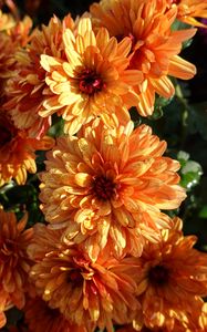 Preview wallpaper chrysanthemum, flowers, orange, wet