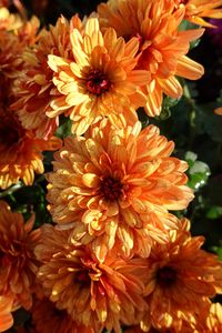 Preview wallpaper chrysanthemum, flowers, orange, wet