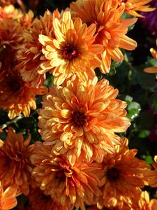 Preview wallpaper chrysanthemum, flowers, orange, wet