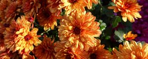 Preview wallpaper chrysanthemum, flowers, orange, wet