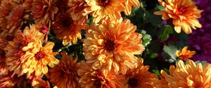 Preview wallpaper chrysanthemum, flowers, orange, wet