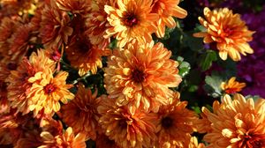 Preview wallpaper chrysanthemum, flowers, orange, wet