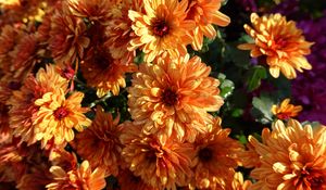Preview wallpaper chrysanthemum, flowers, orange, wet