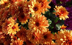 Preview wallpaper chrysanthemum, flowers, orange, wet