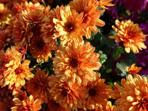 Preview wallpaper chrysanthemum, flowers, orange, wet