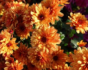 Preview wallpaper chrysanthemum, flowers, orange, wet