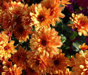 Preview wallpaper chrysanthemum, flowers, orange, wet