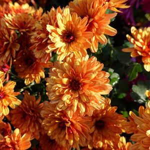 Preview wallpaper chrysanthemum, flowers, orange, wet