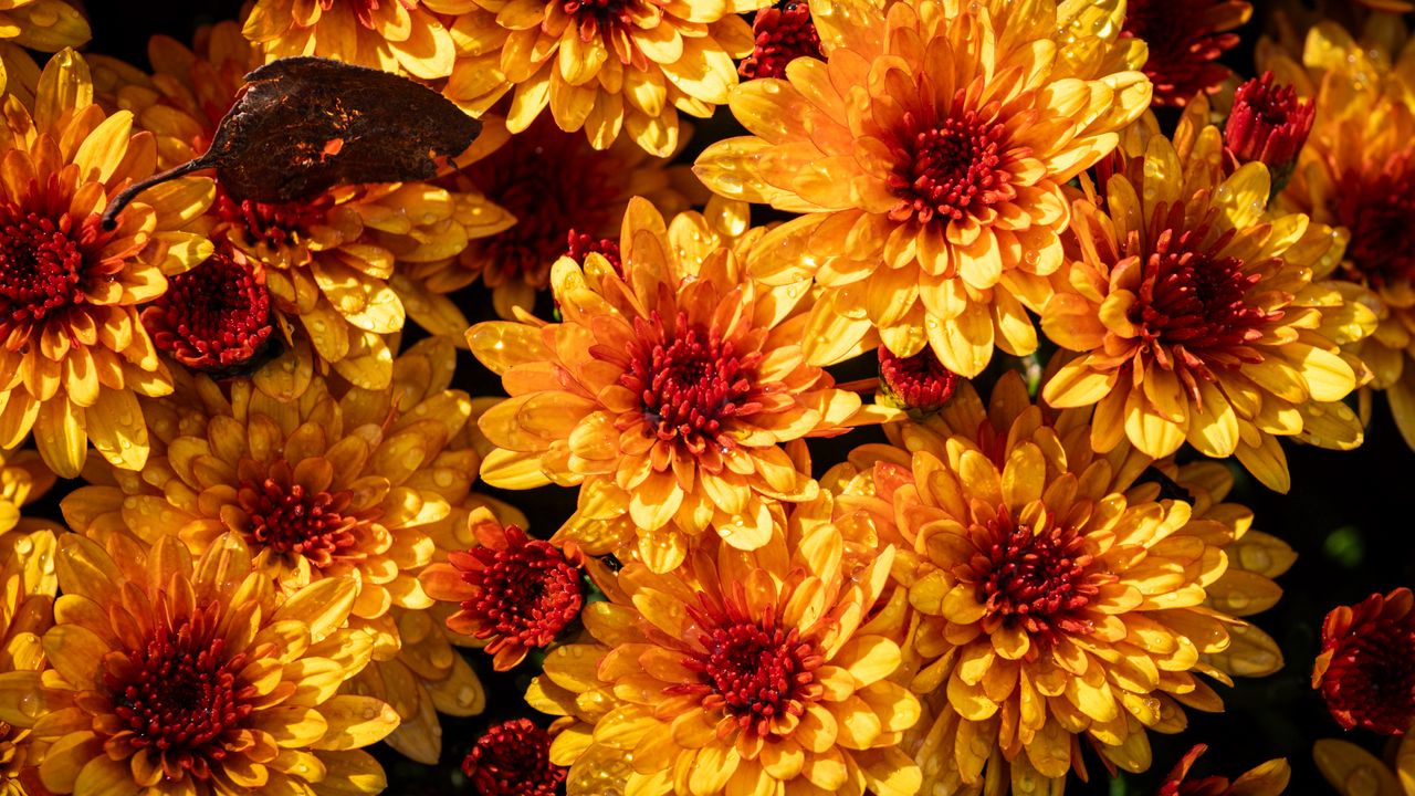 Wallpaper chrysanthemum, flowers, petals, yellow, buds