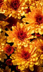 Preview wallpaper chrysanthemum, flowers, petals, yellow, buds