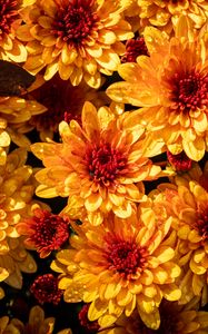 Preview wallpaper chrysanthemum, flowers, petals, yellow, buds