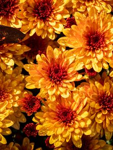 Preview wallpaper chrysanthemum, flowers, petals, yellow, buds