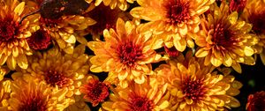 Preview wallpaper chrysanthemum, flowers, petals, yellow, buds