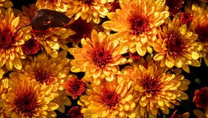 Preview wallpaper chrysanthemum, flowers, petals, yellow, buds