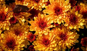Preview wallpaper chrysanthemum, flowers, petals, yellow, buds
