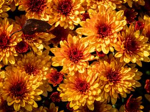 Preview wallpaper chrysanthemum, flowers, petals, yellow, buds