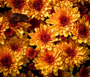 Preview wallpaper chrysanthemum, flowers, petals, yellow, buds