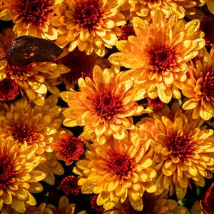 Preview wallpaper chrysanthemum, flowers, petals, yellow, buds