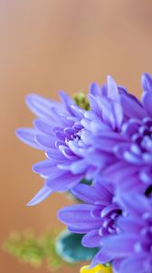 Preview wallpaper chrysanthemum, flowers, petals, blue, blur, macro